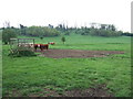 Cattle near Burystead Farm