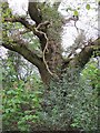 An old oak, Pinkey Common