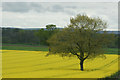 Beech tree among oilseed rape, Overton