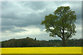 Beech tree among oilseed rape, Overton