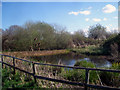 Old Field Pond