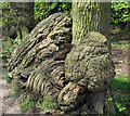 Patterned Oak trunk