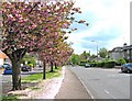 Cherry blossom trees in flower, Bewdley Road