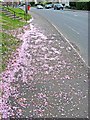 Cherry blossom petals on pavement, Bewdley Road