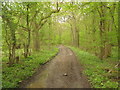 Byway beside Nackholt Wood