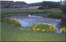 NZ2507 : Pond at Moor House Farm by peter robinson