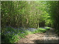 Bluebells on Almshouse Road