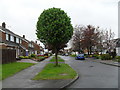 Tree in Kendal Road