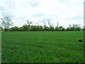 Farmland near Fangfoss Grange