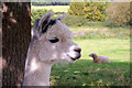 Alpaca and Sheep, Willows Farm, London Colney