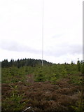SH9416 : A slender mast in the forest by Richard Law