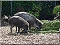 Warty pigs, Belfast Zoo