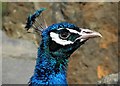 Peacock, Belfast Zoo