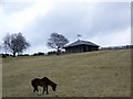 Pony paddocks, Kirkton of Auchterhouse