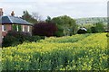 Oilseed rape in flower beside Stert Road