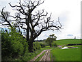 Dying oak north of Warboro Farm