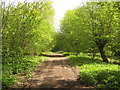 Access track in Bockhanger Wood