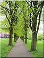 Avenue of Trees, Ecclesfield Park, Ecclesfield, Sheffield - 2