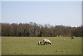 Sheep with Cock Wood in the background