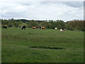 Lytchett Matravers, cattle