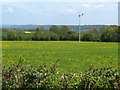 Buttercup field and windmill near Stoke St Mary