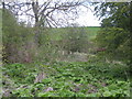 Wasteground with grazing in the background