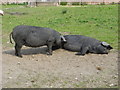 A study in the behaviour of sows, Quarr Abbey