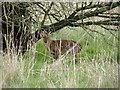 Muntjac at Harling Thorpe