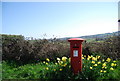 Postbox surrounded by Daffodils, Pett