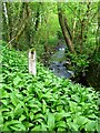 River Amber near Fallgate