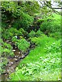 A brook alongside a footpath