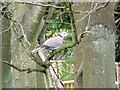 Collared Dove (Streptopelia decaocto)