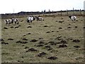 Pied sheep and molehills near Greenhead