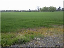 N9457 : Landscape, Co Meath by C O'Flanagan