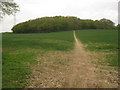 Footpath to Twisden Plantation