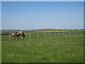 Horse at Harringe Court