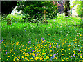 Wild flowers in the churchyard, Holy Trinity Church, Woodgreen, Witney