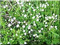 Stitchwort, East Orchard