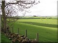 Grassland, Bruntshiels