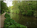 Basingstoke Canal