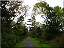 NT6376 : East Lothian Landscape : The Avenue to the House at Biel by Richard West