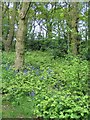 Bluebells, Hearsall Common