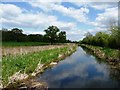 Montgomery Canal east of Llanymynech