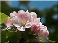 Apple blossom in a suburban Sheffield garden