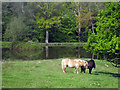 Shetland Ponies