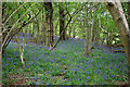 Bluebells by Winterpit Lane