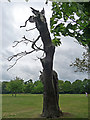 Dead tree, Warren Road (1)