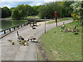 Goslings in Beckton District Park