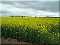 Rape field off Finchcroft Lane