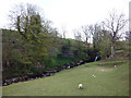 Sheep grazing by Cliff Beck